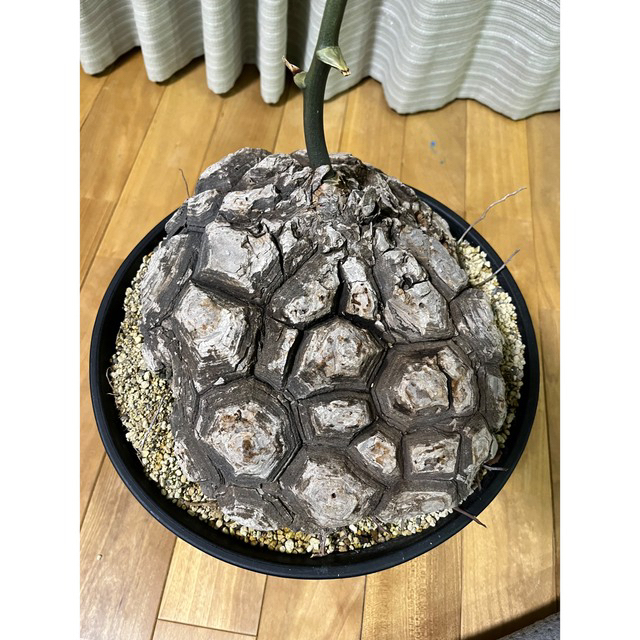 特価 可愛い 亀甲竜 メキシコ亀甲竜 巨大 面白い姿-www.mwasaving.com