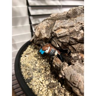 特価 可愛い 亀甲竜 メキシコ亀甲竜 巨大 面白い姿の通販 by