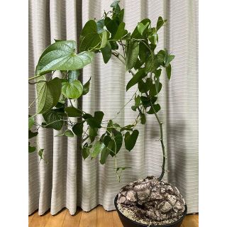 特価 可愛い 亀甲竜 メキシコ亀甲竜 巨大 面白い姿の通販 by