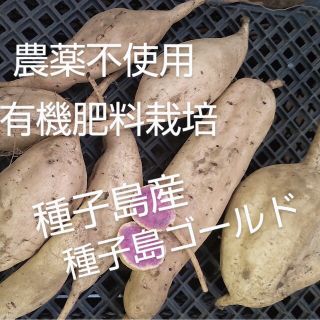 農薬不使用・有機肥料使用　種子島産　種子島ゴールド2S~2Lサイズ混合　　5キロ(野菜)