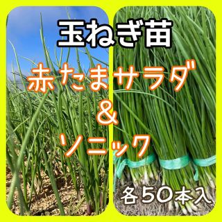 玉ねぎ苗　赤と早生のコラボセット❗️(野菜)