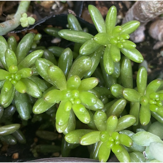 多肉植物　虹の玉　カット苗　５本