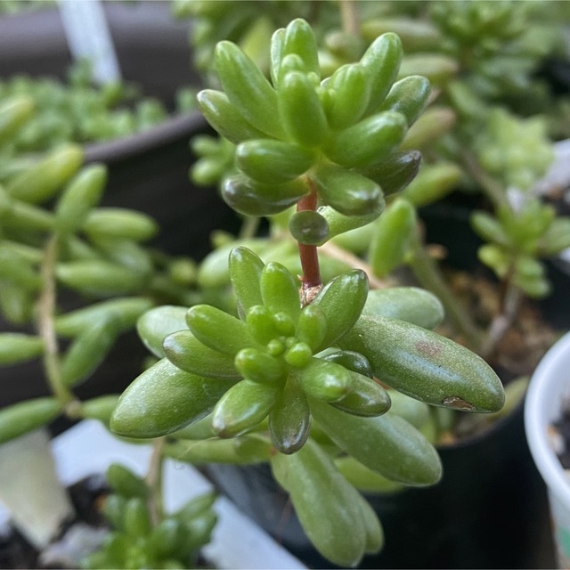 多肉植物　虹の玉　カット苗　５本