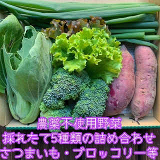 農薬不使用野菜＊採れたて5種類の詰め合わせ＊野菜セット＊コンパクト＊さつまいも等(野菜)