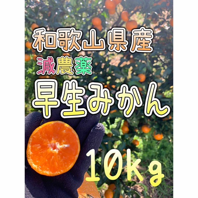 栽培期間中農薬減使用 熊本産 極早生みかん