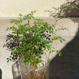 シマトネリコ　抜き苗10本(約20㎝前後の苗)(その他)