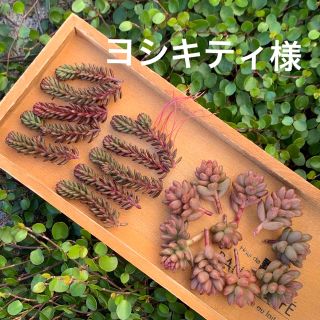 ヨシキティ様  ご依頼品  多肉植物(その他)