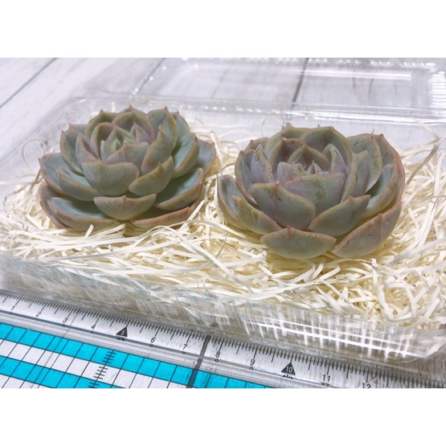 ③週末SALE！　ブルーサプライズ2苗　多肉植物　カット苗　数量限定 ハンドメイドのフラワー/ガーデン(その他)の商品写真