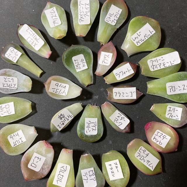 多肉植物　韓国苗　葉挿しセット ハンドメイドのフラワー/ガーデン(その他)の商品写真