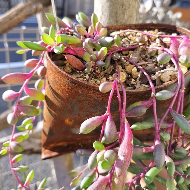 多肉植物❤︎ルビーネックレス❤︎抜き苗♪      ????????