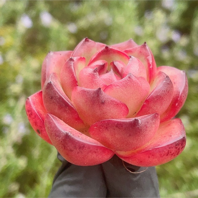 モンブラン　多肉植物　超可愛い ハンドメイドのフラワー/ガーデン(その他)の商品写真