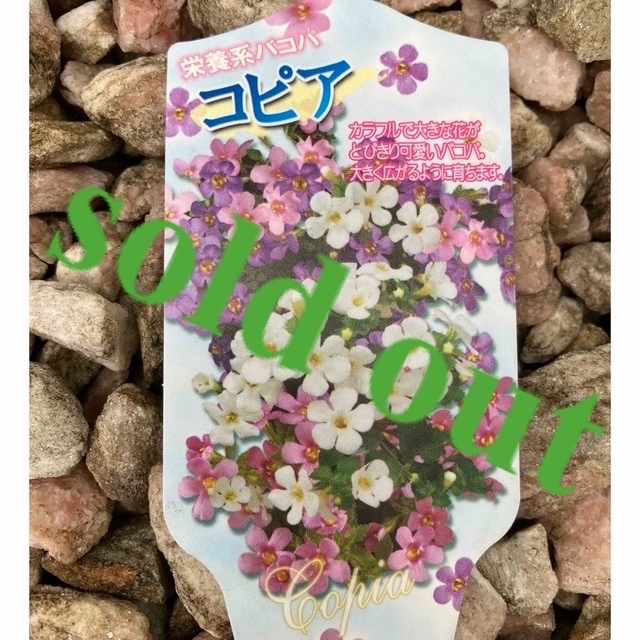 sold out《コピア苗　栄養系バコパ　3色(白・紫・ピンク)》多年草