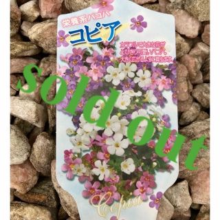 🌸sold out🌸《コピア苗　栄養系バコパ　3色(白・紫・ピンク)》多年草🌼(その他)