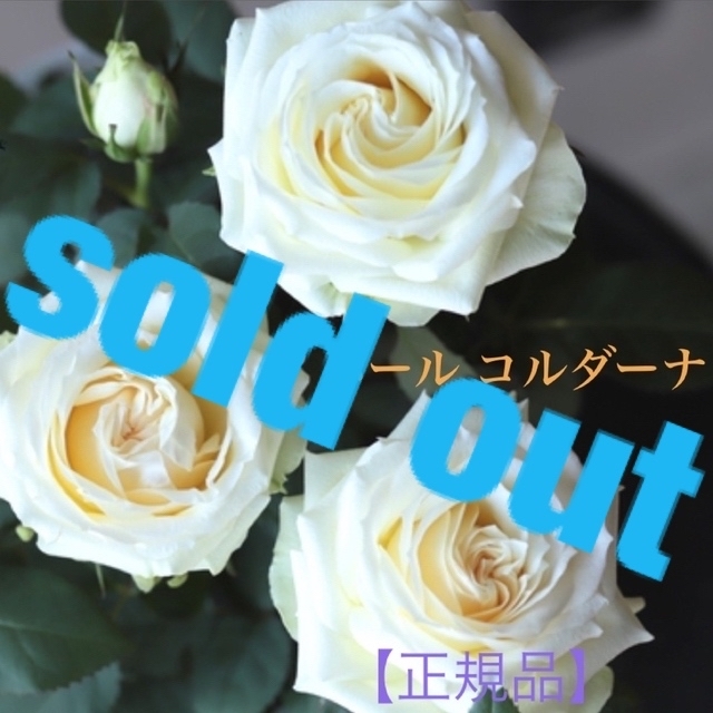 ????sold out????《芳香　ミニバラ苗　パール コルダーナ　四季咲き　蕾あり♡》その他