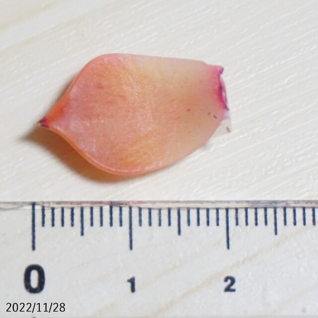 【追跡付き】桜大福アイス 葉挿し ① 未発芽未発根 多肉植物 レア 希少