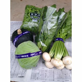 愛媛県産　野菜の詰め合わせ(野菜)