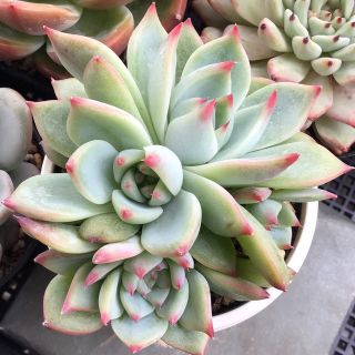 多肉植物 エケベリア 桃太郎・多頭株 抜き苗!!の通販 by 多肉屋