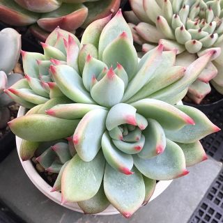 多肉植物 エケベリア 桃太郎・多頭株 抜き苗!!の通販 by 多肉屋