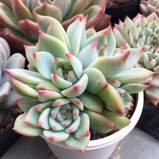 多肉植物 エケベリア 桃太郎・多頭株 抜き苗!!の通販 by 多肉屋