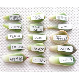 【多肉植物 エケベリア 葉挿し15種セットg】(その他)