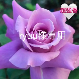 ryuu様専用　四季咲きバラ苗  薔薇苗　大輪　 青紫色(その他)