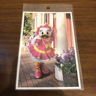 ディズニー(Disney)の【未使用】ディズニー デイジー 実写 ポストカード(写真/ポストカード)