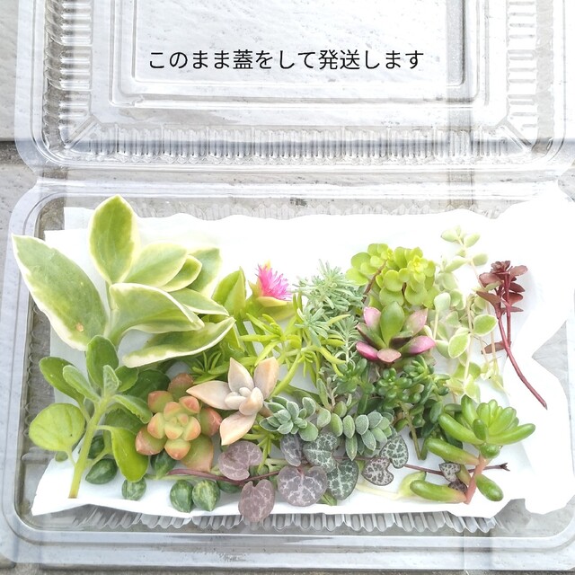 多肉植物　カット苗　多肉詰合せ　セダム　エケベリア　ネックレス　寄植えに ハンドメイドのフラワー/ガーデン(その他)の商品写真