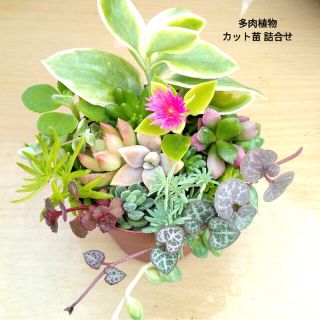 多肉植物　カット苗　多肉詰合せ　セダム　エケベリア　ネックレス　寄植えに(その他)