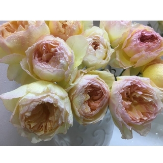 🌼希少和バラ苗切り花品種🌼黄色×桃×橙🌼透明感に魅了🌼カゲ○ウ🌼