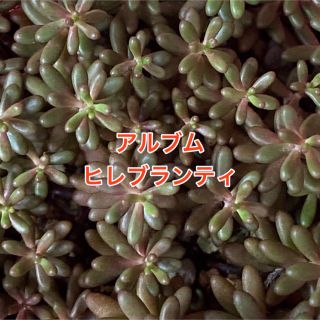 多肉植物  ＊アルブム ヒレブランティ＊  15カット(その他)