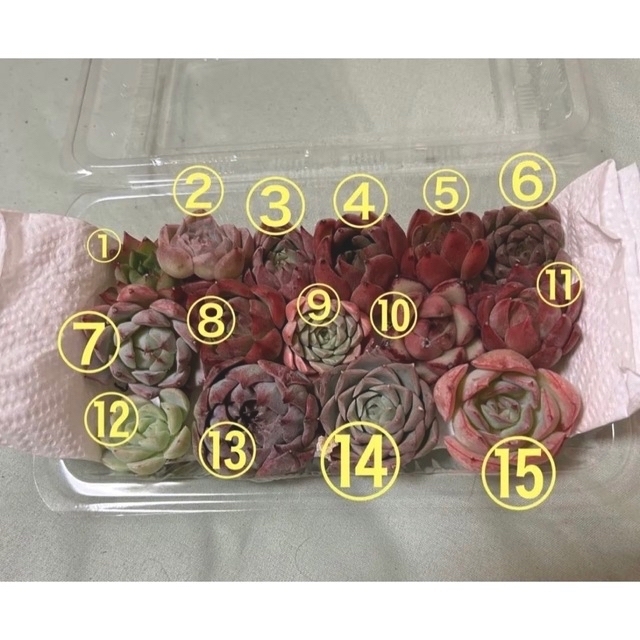 ロメイ様専用韓国多肉植物15種ミニ寄せ植えセット ハンドメイドのフラワー/ガーデン(その他)の商品写真