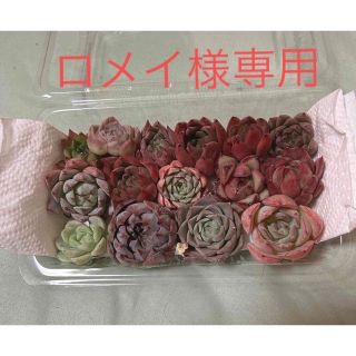 ロメイ様専用韓国多肉植物15種ミニ寄せ植えセット(その他)