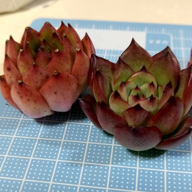 韓国苗 カット苗 エケベリア 多肉植物 韓国苗 カット苗 エケベリア 多肉植物