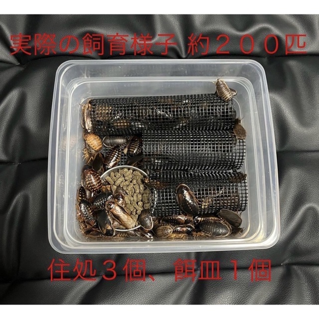 爬虫類 両生類 デュビア コオロギ レッドローチ 飼育ケース 飼育ケージ 小 その他のペット用品(爬虫類/両生類用品)の商品写真