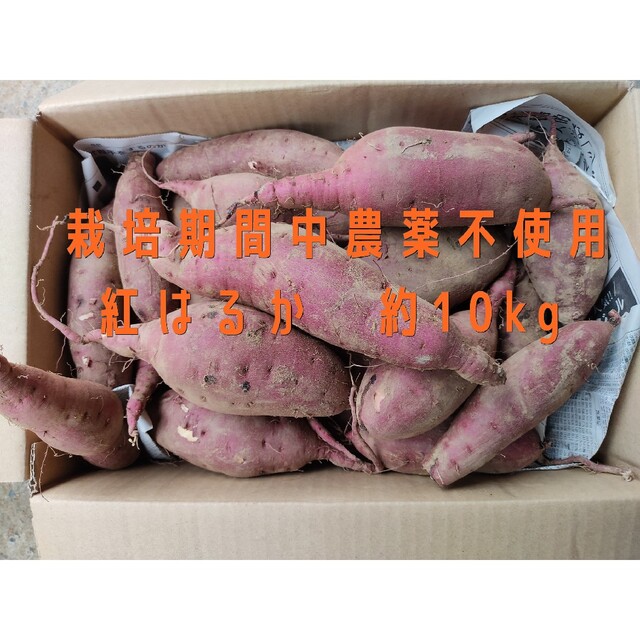 無農薬　愛媛県産さつまいも　紅はるか　約10kg 食品/飲料/酒の食品(野菜)の商品写真