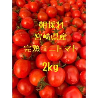 宮崎県産　完熟ミニトマト　2kg