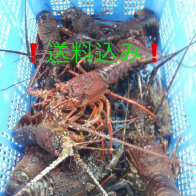 送料込み　1キロ　刺身　魚介　活き伊勢海老　生き伊勢海老