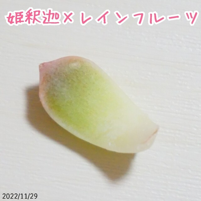 シャネルココ 葉挿し 発根済み！ 多肉植物