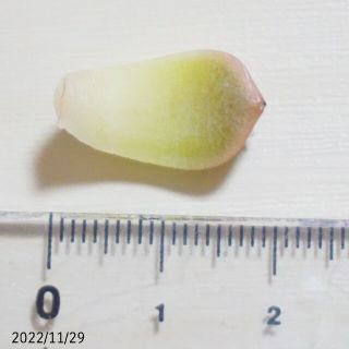 【追跡付き】姫釈迦xレインフルーツ 葉挿し ② 未発芽未発根 多肉植物 レア