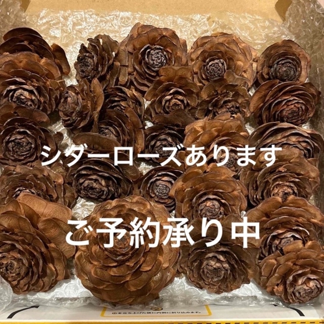 シダーローズ-www.coumes-spring.co.uk