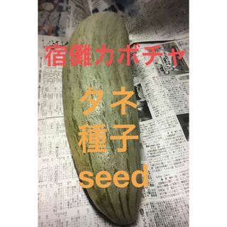  岐阜産、seed、タネ、自家採種  すくな南瓜の 種子6粒、昔南瓜10粒(野菜)