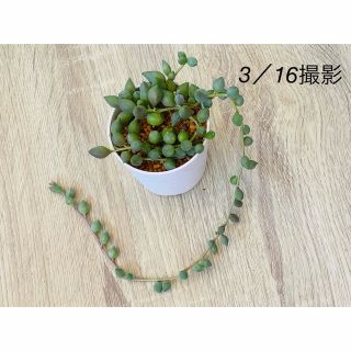 ✨多肉植物✨ピーチネックレス✨抜き苗✨(プランター)