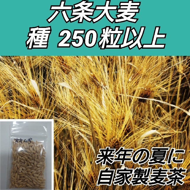 六条大麦 種250粒以上 ハンドメイドのフラワー/ガーデン(プランター)の商品写真