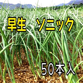 玉ねぎ苗　ソニック５０本入❗️(野菜)