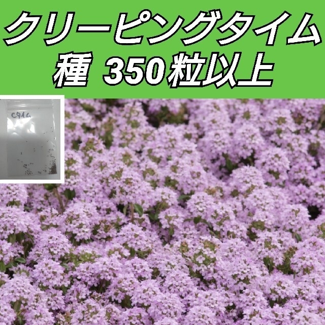 クリーピングタイム 種350粒以上 ヒマワリ 花種 プロカットプラム20 ハンドメイドのフラワー/ガーデン(プランター)の商品写真