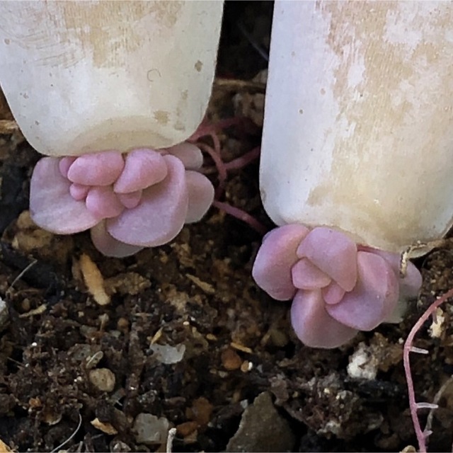 専用‼︎多肉植物^o^ む　今だけ❣️葉挿し赤ちゃんパープルデイライト2コセット