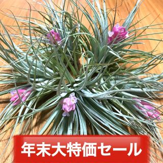 【年末大特価セール第7弾】花付きエアープランツ5個セット！3500円！！！①(その他)