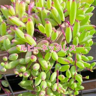 多肉植物  ＊ルビーネックレス＊  10カット(その他)