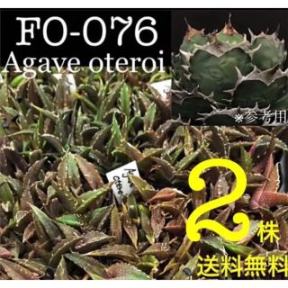 ★FO-076★アガベ オテロイ実2株★大人気種★(その他)