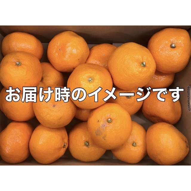 有田みかん 大玉 箱込み5kg 和歌山県産 キルトパッチ店 食品/飲料/酒の食品(フルーツ)の商品写真